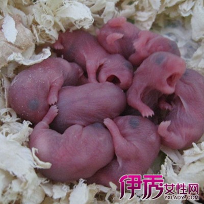 母仓鼠生宝宝大全_母仓鼠生宝宝图集分享