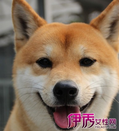 【柴犬掉不掉毛】【图】究竟柴犬掉不掉毛 分