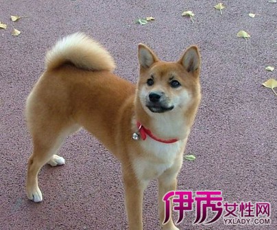 【图】究竟柴犬掉不掉毛 分析柴犬掉毛原因