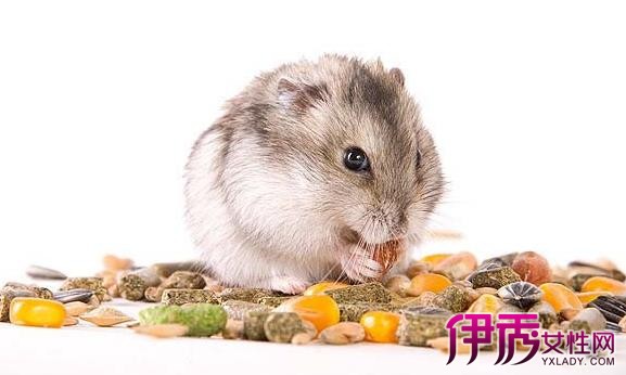 【图】仓鼠粮图片汇总 仓鼠食物标准及食物备料介绍