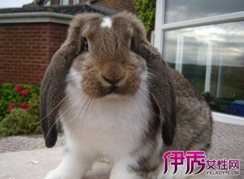 【垂耳兔能长多大图】【图】垂耳兔能长多大图