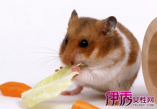 【仓鼠可以吃豆类吗】【图】仓鼠可以吃豆类吗