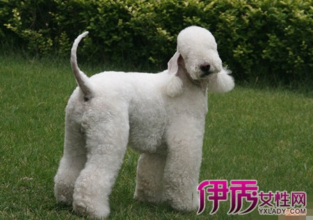 【贝灵顿梗多久发情】【图】贝灵顿梗多久发情