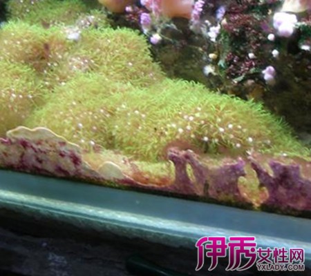 【裸缸养金鱼图片】【图】裸缸养金鱼图片 裸