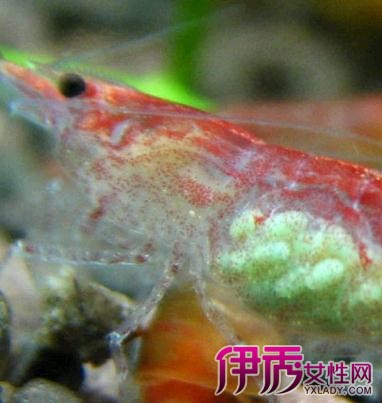 【图】樱花虾吃什么怎么养 你要知道的饲养技