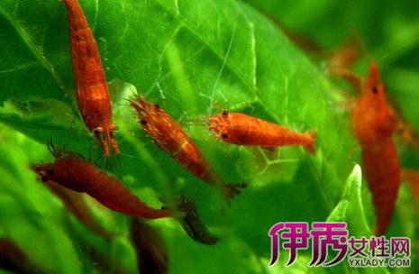 【樱花虾吃什么】【图】樱花虾吃什么怎么养 