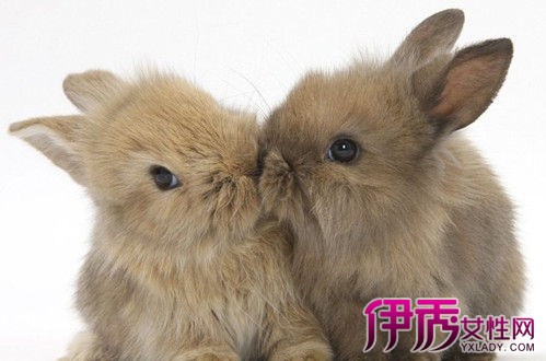 【图】兔子生崽多久可交配 三大繁殖方式各有学问