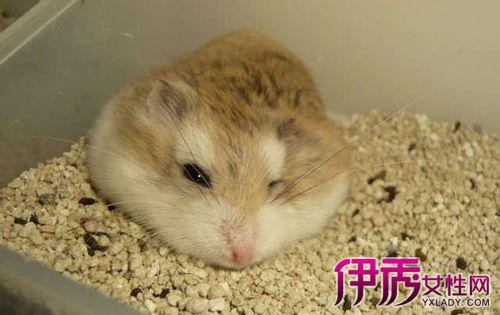 最好吃仓鼠技巧?东西乌龟图片