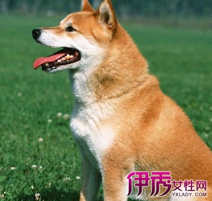 【秋田犬 舌头是紫色】【图】为什么秋田犬舌