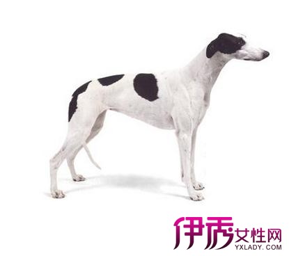【白色灵缇犬】【图】超可爱白色灵缇犬 饲养