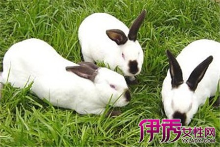 片】【图】母兔怀孕图片 怀孕母兔如何饲养_伊