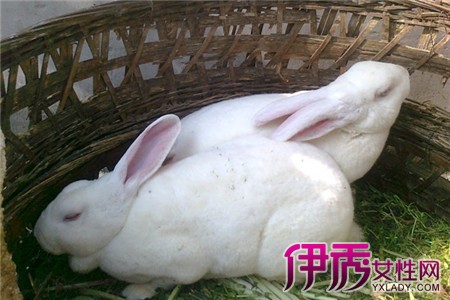 【图】母兔怀孕图片 怀孕母兔如何饲养