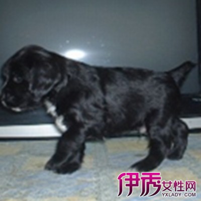 【杂交黑色可卡幼犬】【图】杂交黑色可卡幼犬