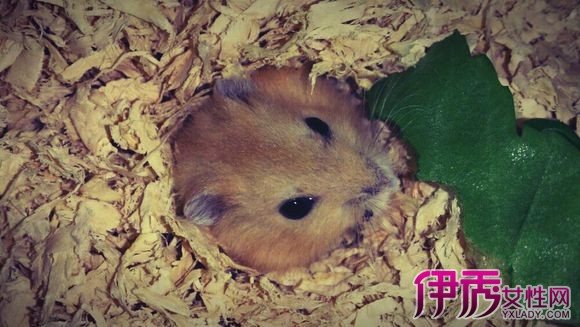 【仓鼠能喝泡的牛奶吗】【图】仓鼠能喝泡的牛