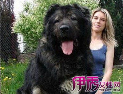 【最大的狗】【图】世界上体型最大的狗叫什么