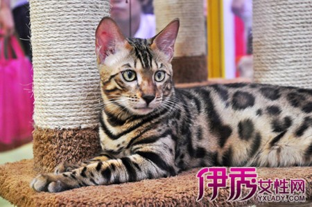 【图】豹猫的详细资料介绍 霸气又萌的喵星人