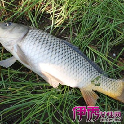 【鲤鱼小药配方】【图】经典鲤鱼小药配方 钓