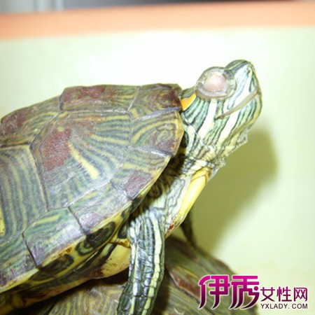 【乌龟白眼病初期图片】【图】乌龟白眼病初期