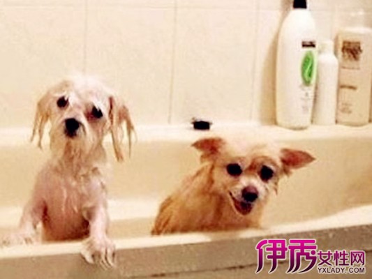 【狗狗多久洗一次澡】【图】狗狗多久洗一次澡