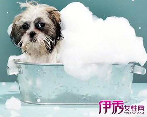 【狗狗多久洗一次澡】【图】狗狗多久洗一次澡
