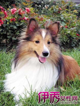 【狗狗发情期的表现】【图】揭露狗狗发情期的