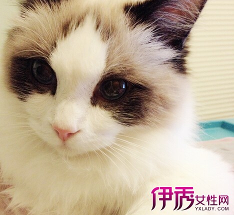 【小猫不吃东西怎么办】【图】小猫不吃东西怎