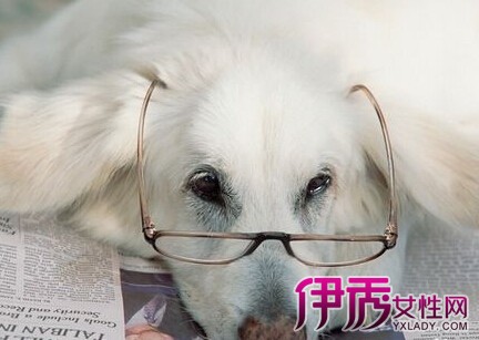 【狗会来月经吗】【图】请问狗会来月经吗 多