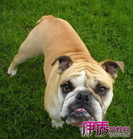 狗和猫也是色盲么?_宠物_奇飞知识网