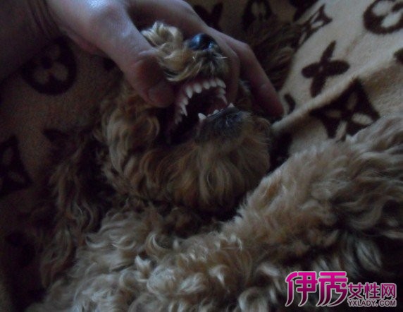 展示贵宾牙齿图解 教你更好了解贵宾犬