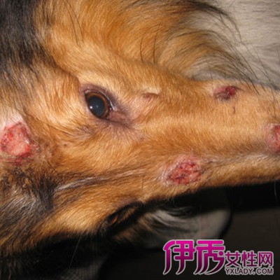 【图】狗狗螨虫皮肤病图片 如何治疗狗狗螨虫