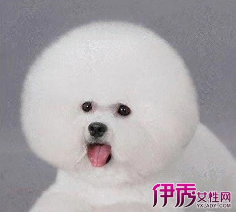 【熊皮沙皮犬】【图】世界最呆萌的狗熊皮沙皮