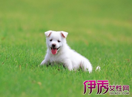 【细小初期症状】【图】细小初期症状有哪些症