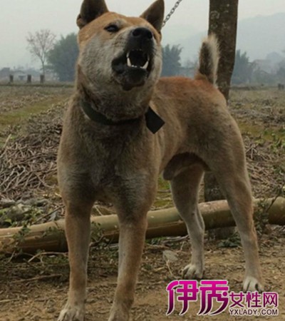 【图】广西土猎犬 十多种挑选方法