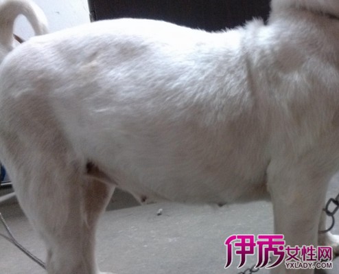 教你如何照顾怀孕的狗狗
