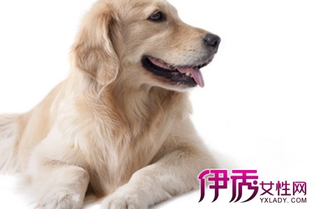 【图】狗狗气管炎症状有哪些 7大症状教你判断狗狗病情