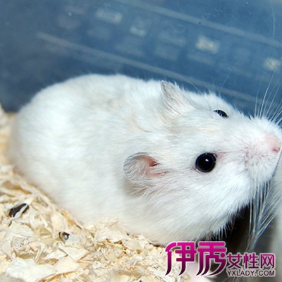 【图】仓鼠名字大全10点教你如何挑选仓鼠