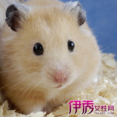 【仓鼠名字】【图】仓鼠名字大全 10点教你如