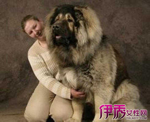 【图】曝最大阿拉斯加巨型犬图片 揭秘最大阿拉斯加细节
