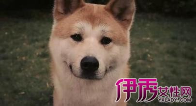 【图】秋田犬贱贱表情欣赏 它如今已经成为了家庭犬的一份子