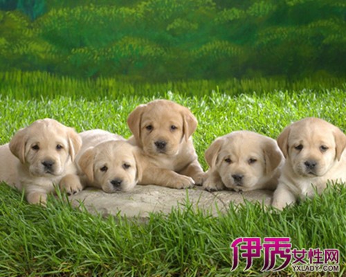 【拉布拉多怎么养】【图】拉布拉多怎么养才正