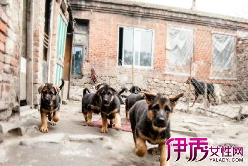 【德牧图片】【图】德牧图片大全 5大生活习性你了解多少_伊秀宠物|yxlady.com