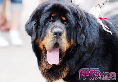 【图】藏獒智商排名第几 世界名犬智商排名前