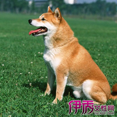 【日本柴犬图片】【图】日本柴犬图片欣赏大全