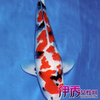 日本锦鲤图片欣赏 日本锦鲤的6个外形特征