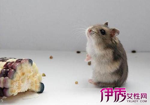 仓鼠鼠疫野生色有猴子么不要破解一线喂食版九游图片