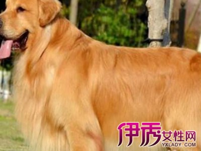 【柳州金毛犬】【图】展示可爱柳州金毛犬图片