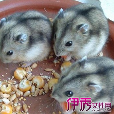 【图】小仓鼠吃什么食物? 这些食物是仓鼠的爱!