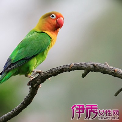 虎皮鹦鹉手养方法和训练说话