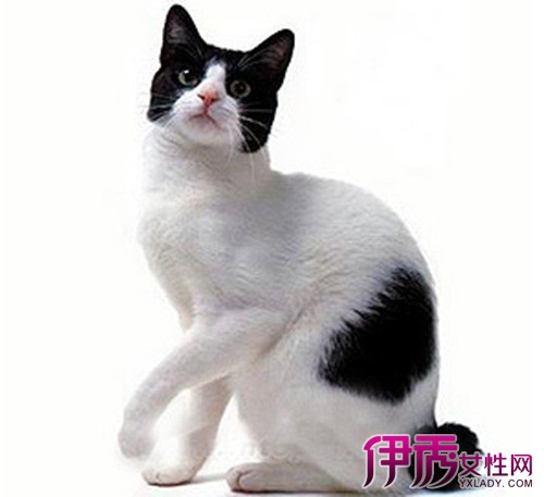 【日本短尾猫】【图】日本短尾猫怎么养? 6个