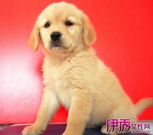 【金毛犬怎么训练】【图】金毛犬怎么训练? 两